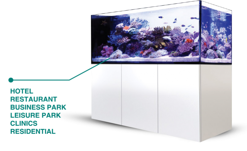 Reef For Life Aquarium Mauritius